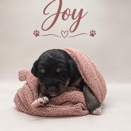 Joy - Black phantom female Assorted Doodle Crosses puppy in Waco, Georgia from Huff Family Doxies & Doodles