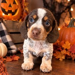 Theo - Piebald male Dachshund puppy in Mesa, Arizona from Dach Army LLC