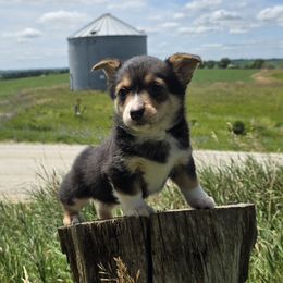 Shadow - Black and tan female Pembroke Welsh Corgi puppy in Anita, Iowa from Winterton Farm & Homestead