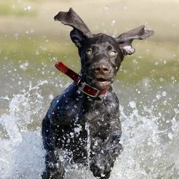 German Shorthaired Pointers from KMK Shorthairs