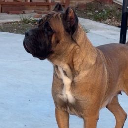 Luna - Cane Corso