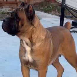 Luna - Cane Corso
