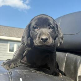 Labrador Retriever puppies from Lucas's Pointing Labrador Retrievers
