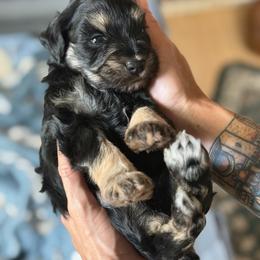 Phoebe - Black female Miniature Schnauzer puppy in Miami, Florida from Chiquiticos Shnauzers