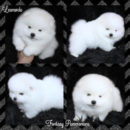 Leonardo - White male Pomeranian puppy in Anna, Texas from Fantasy Pomeranians & Fantasy Aussies