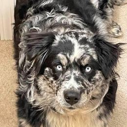 Jude - Australian Shepherd