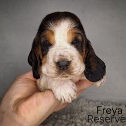 Freya - Black brown and white female Basset Hound puppy in Mack's Creek, Missouri from Mack's Creek Basset Hounds