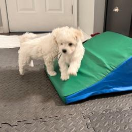 Bichon Frise Puppies from Amori's Royal Bichons