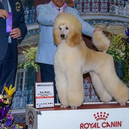 Pomeranians and Poodles from Carousel Poodles & Pomeranians