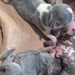 Blu - Blue male French Bulldog puppy in Stockton, Missouri from Willis Family Frenchies