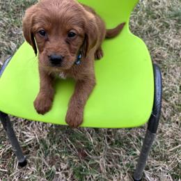 Peanut - Chocolate male Labradoodle puppy in Beltsville, Maryland from Praveen's Labradoodles