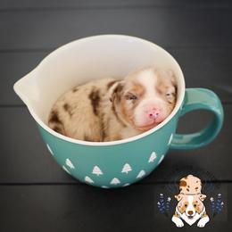 Frank Sinatra - Red merle male Miniature Australian Shepherd puppy in Hearne, Texas from Wigglebutts Unlimited