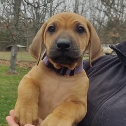 Rhodesian Ridgeback Puppies from Sans Peur Ridgebacks