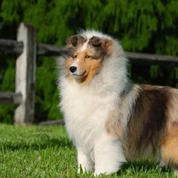 Charlize - Shetland Sheepdog