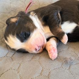 Pink collar - Black tri female Miniature American Shepherd puppy in Pueblo West, Colorado from Bear River Ranch LLC