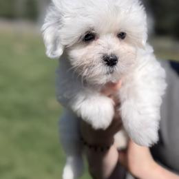 Girl 3 - female Coton de Tulear puppy in Warrenton, Virginia from Four Lochs LLC