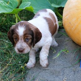 Girl 2 - Red and white female English Springer Spaniel puppy in Bremerton, Washington from Huntin' Buddies