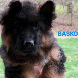 Basko - Black and red male German Shepherd puppy in Newtown, Connecticut from Von Tiffany Haus
