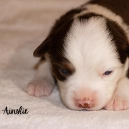 Ainslie - Red tri female Miniature Australian Shepherd puppy in Blackfoot, Idaho from Bellewynd Acres