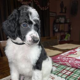 Black Collar - Parti Poodle puppy in Bennett, Colorado from C & S Kennels Standard Poodles