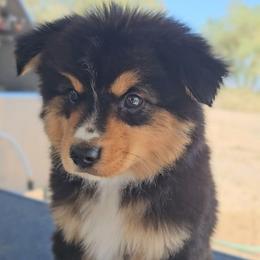 Charlie - Black tri male Miniature American Shepherd puppy in Tonopah, Arizona from King's Miniature American Shepherds