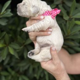 Golden Retriever Puppies from Sanctuary Ranch Goldens