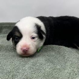 Neve - Black and tan female Pembroke Welsh Corgi puppy in Waco, Texas from The Comma Corgis