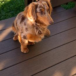 Moose - Dachshund