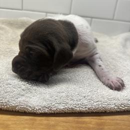 Pink Boy - Liver male German Shorthaired Pointer puppy in White Salmon, Washington from Holding Hands Farm