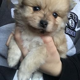 Pomeranian Puppies from POMS USA