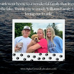 Frankincense - Yellow male Labrador Retriever puppy in Eaton Rapids, Michigan from Higher Ground Labradors