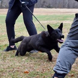 German Shepherds from Z Tykev Vino LLC