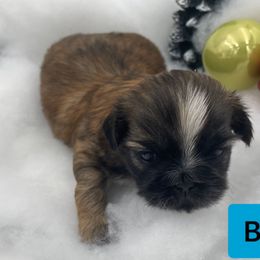 Shih Tzu Puppies from Sun Shih Tzu