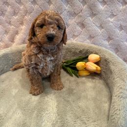 Tristen - Apricot male Goldendoodle puppy in Bucyrus, Missouri from Hill Top Pomskies