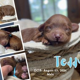 Teddy - Red male Cavapoo puppy in El Dorado Springs, Missouri from Cavish's Missouri Cavaliers, Cavapoos, and Miniature Poodles
