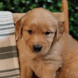 Emma - Golden female Golden Retriever puppy in Payette, Idaho from Stonewick Retrievers