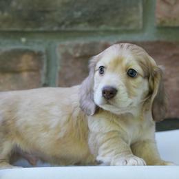 Russ - Cream male Dachshund puppy in Richmond, Virginia from Irresistible Dachshunds & Cavaliers