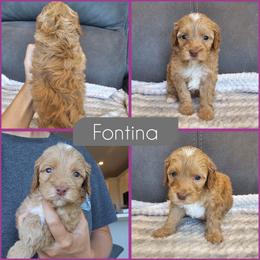 Fontina - Golden female Cockapoo puppy in Zanesville, Ohio from Southtown Doodles LLC