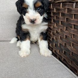 Charlie - Tri-color male Bernedoodle puppy in Holtwood, Pennsylvania from Country Ridge Puppies