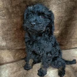 Hershey - male Goldendoodle puppy in Eau Claire, Wisconsin from Fisher River Doodle's
