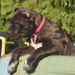Rosie - Black brindle Cane Corso puppy in Arlington, Washington from Folkvar Cane Corso