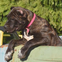 Rosie - Black brindle Cane Corso puppy in Arlington, Washington from Folkvar Cane Corso