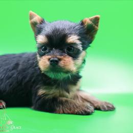 Yorkshire Terrier Puppies from Essence of Grace Yorkies