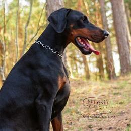 Saya - Black and rust female Doberman Pinscher puppy in China Township, Michigan from Snell's Superior Kennel Dobermann & GSP