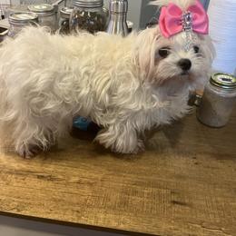 Marilyn - White female Maltese puppy in Tempe, Arizona from Perfect Puppies