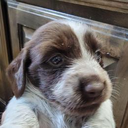 Girl 2 - Piebald female Dachshund puppy in Paradise, Texas from C and J Minis