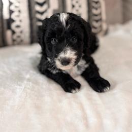 Munch - Black and white male Bernedoodle puppy in Jacksonville, Florida from Star of the Sea Doodles