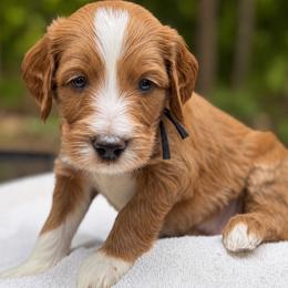 WICKET - Red  male Goldendoodle puppy in Minneapolis, Minnesota from The Golden Roo