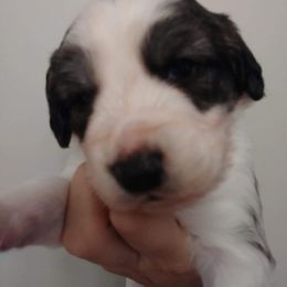 Companion Cross Puppies from Mandala Dogs