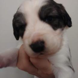 Companion Cross Puppies from Mandala Dogs